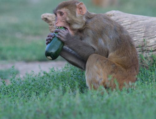 Enjoying a fresh zucchini on a summer morning