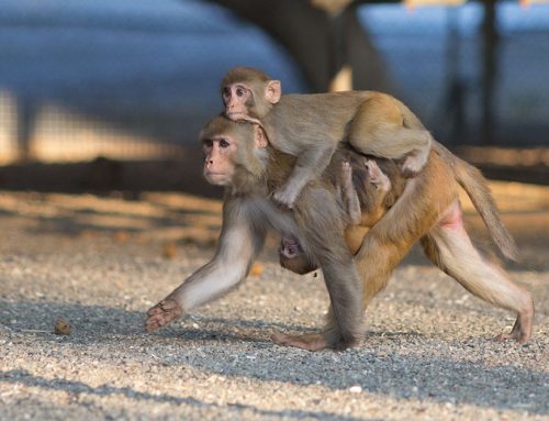 Rhesus female carrying an infant and juvenile