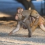 rhesus female with an infant on belly and a juvenile on back