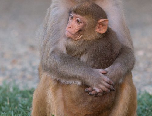 Rhesus female and older juvenile