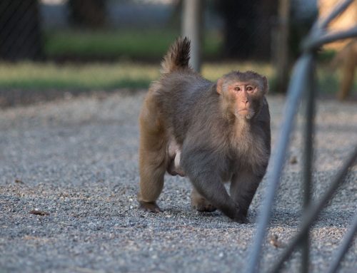 Rhesus male in the early morning light