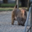 Rhesus male in early morning light