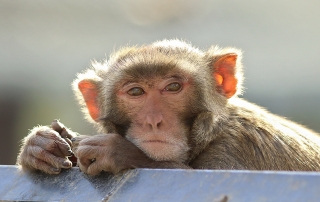 rhesus male at CNPRC