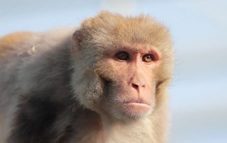 Rhesus macaque monkey