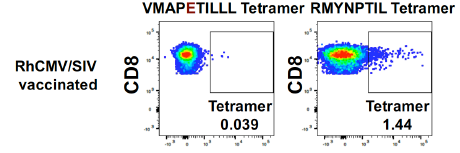 MamuE-tetramers