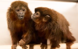 Pair bonded titi monkeys