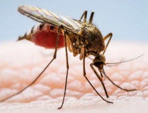 Zika Infection in Pregnant Macaques Slows Fetal Growth